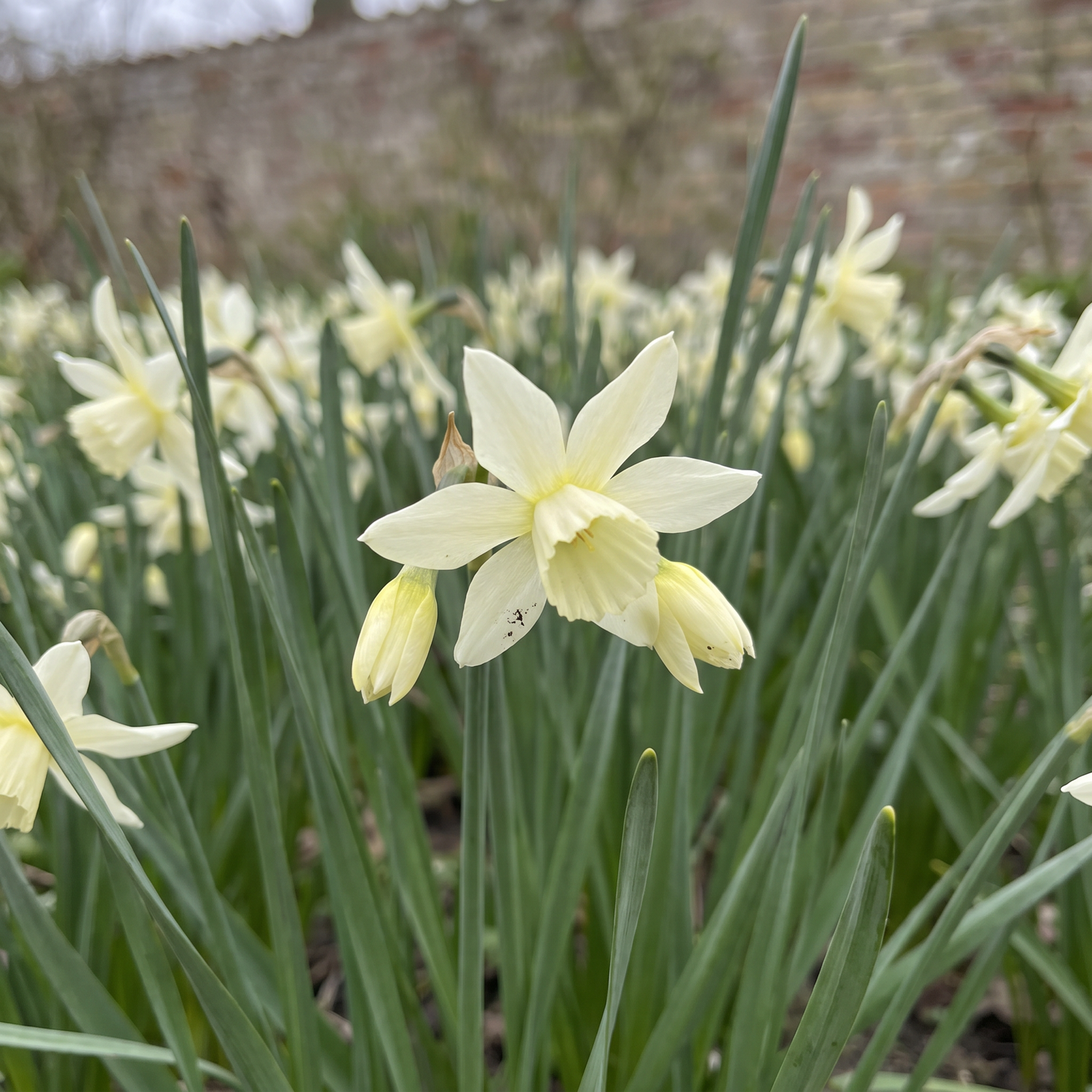 Narcissus 'Polar Hunter'